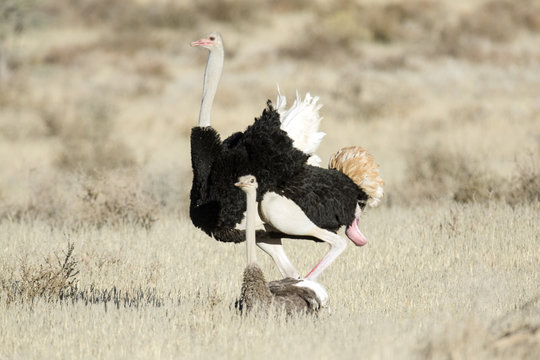 Ostrich pair mating