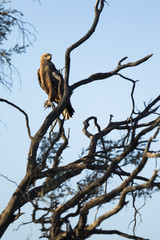 Tawny Eagle