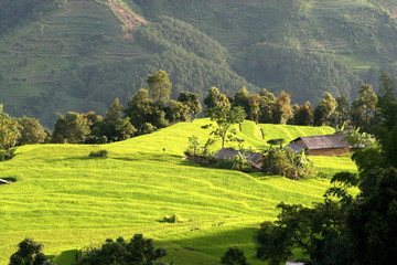 Asian paddy rice field in the tropical sunlight morning of mountain area, north west Vietnam