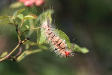 Caterpillar