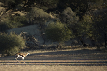 Springbok in the veld