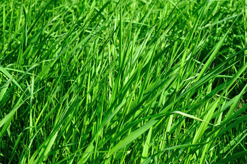 Bright long green grass summer background.