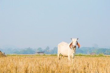 Thai cow standing in the meadow