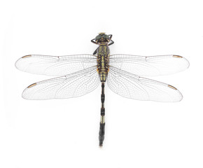 Dragonfly isolated on white