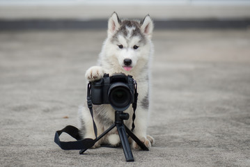 siberian husky puppy taking a photo - Powered by Adobe