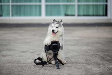 siberian husky puppy taking a photo © lalalululala