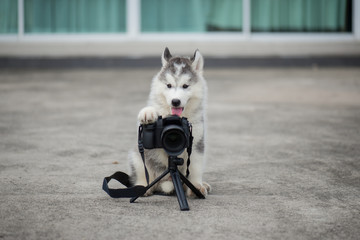 siberian husky puppy taking a photo © lalalululala