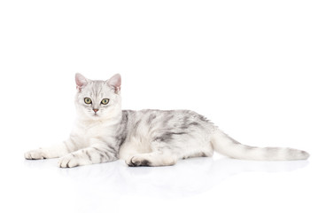 Naklejka premium cat lying at looking at camera