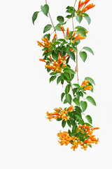 Flame vine (Pyrostegia venusta) or orange trumpet vine with gree © Chansom Pantip