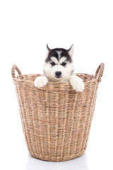 Fototapeta na wymiar Cute Siberian husky puppy sitting in a basket