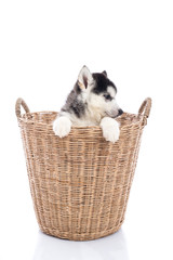 Cute Siberian husky puppy sitting in a basket
