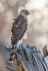 Cooper's Hawk in cottonwood forest (bosque) along Rio Grande River in central New Mexico