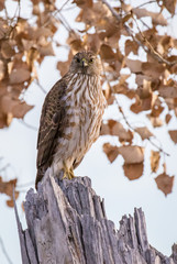 Cooper's Hawk in cottonwood forest along Rio Grande River in central New Mexico