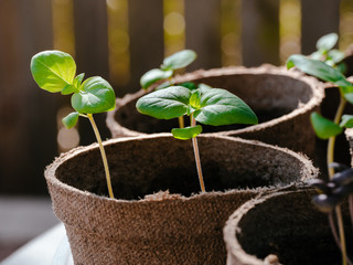Basil Seedlings