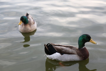 PATOS DEL PARQUE