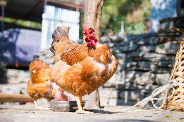 chickens are walking at henhouse