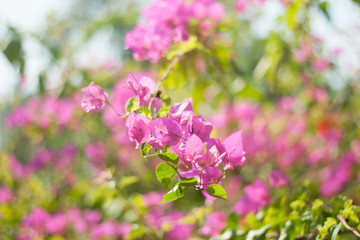 bougainvillea