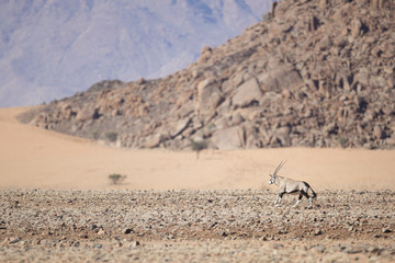 Oryx in Naukluft National Park
