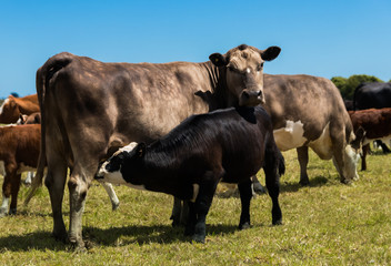 Obraz na płótnie Canvas Murray Gery Cow and Calf