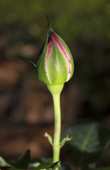 Closeup Pink Rose Bud