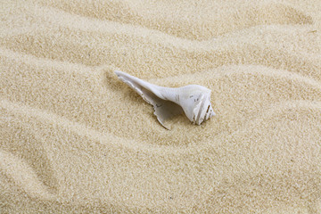 Old seashell on bech sand