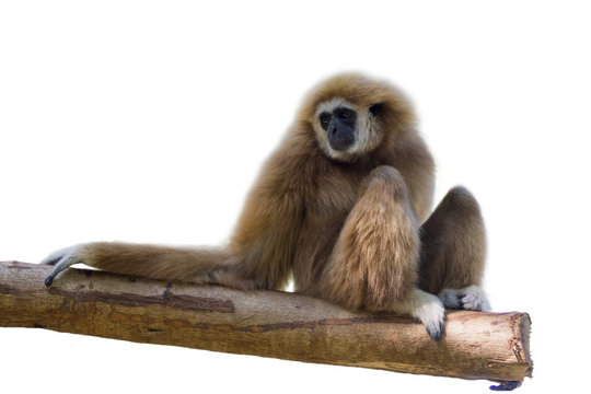 Image of a gibbon sits on timber on white background. wild anima