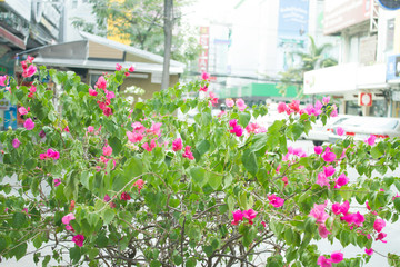 bougainvillea