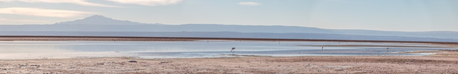 Flamingos at Chaxa Lagoon in Atacama Desert, Chile.