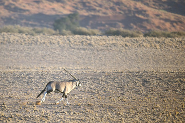 Oryx in Naukluft National Park