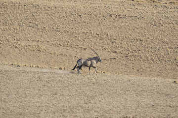 Oryx in Naukluft National Park