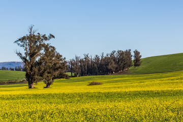 Sonoma yellow landscape