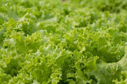 abstract Background green leafy vegetables. lettuce.