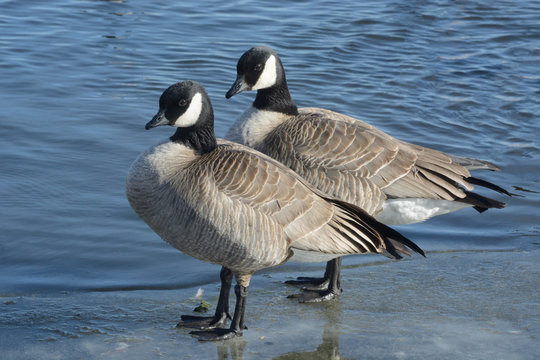 Pair of Cackling geese (Branta hutchinsii) standing on ice ledge of winter lake