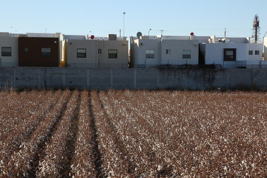 algodon agricultura