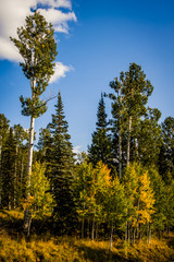 Aspen trees changing color