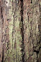 Fototapeta premium Rough bark with green lichen near Kuranda