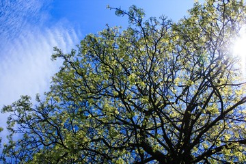 Sunny tree