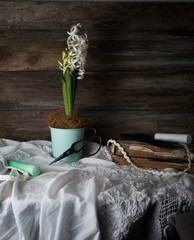 Still life with hyacinth in a pot, scissors, crayons and lace on a background of rough wooden walls. vintage