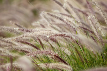 Bushy grass on wind