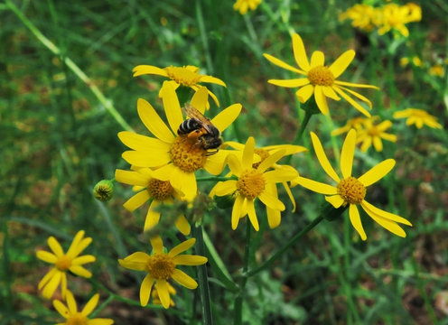 a bee picks up nectar on the flower ragwort (Senecio fluviatilis Wallr. )