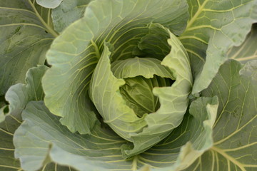 Fototapeta premium Cabbage growing in a farmer's field.