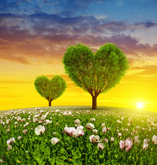 Obrazy na Szkle  Pole maku z drzewami w kształcie serca o zachodzie słońca.