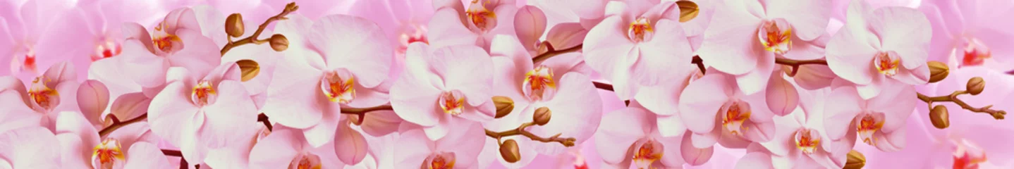 Foto op Plexiglas Orchidee Orchidee bloemen