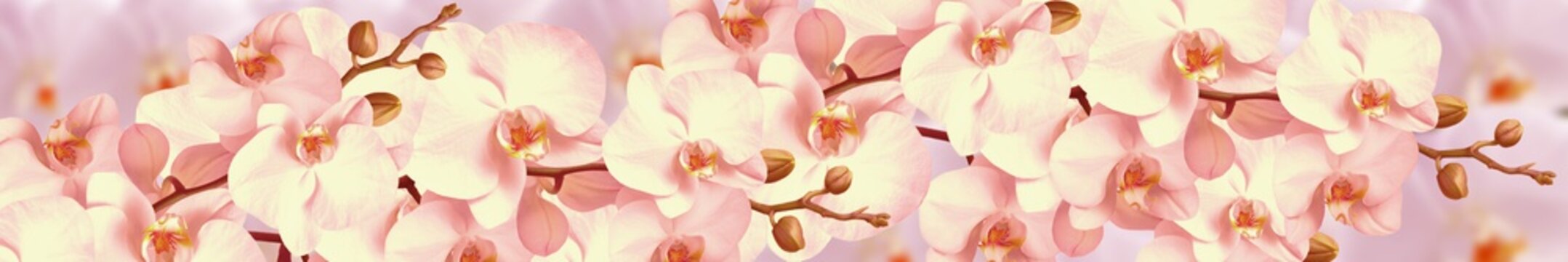 Fototapeta Orchid flowers