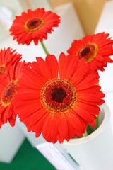 Red gerbera flowers