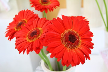 Red gerbera flowers