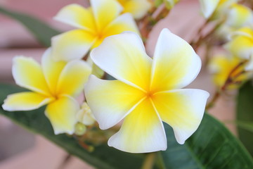 frangipani, Plumeria flowers