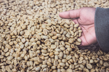 Background natural dried beans, coffee bean. Coffee in hand