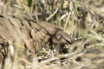Close up of a Pangolin