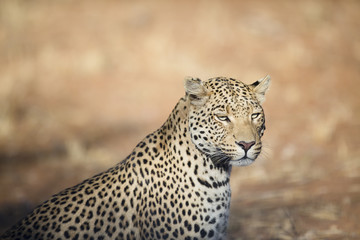 Leopard in the veld